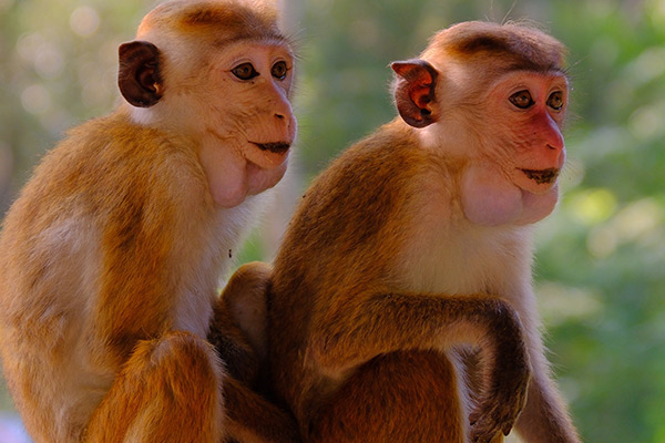 Ein Paradies für Wildtierliebhaber