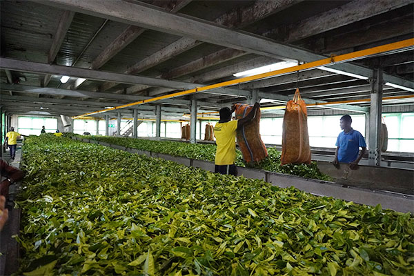 Besuch einer Teeplantage